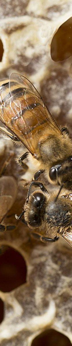Sexual Suicide by Honeybees .